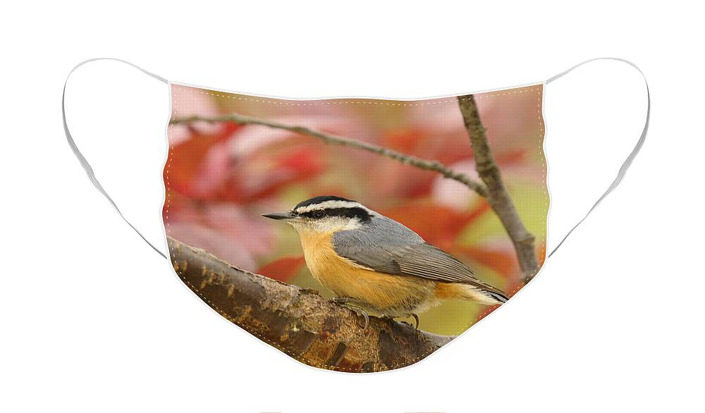 Red Breasted Nuthatch Face Mask featuring the photograph Fall Colors Nuthatch by Lara Ellis