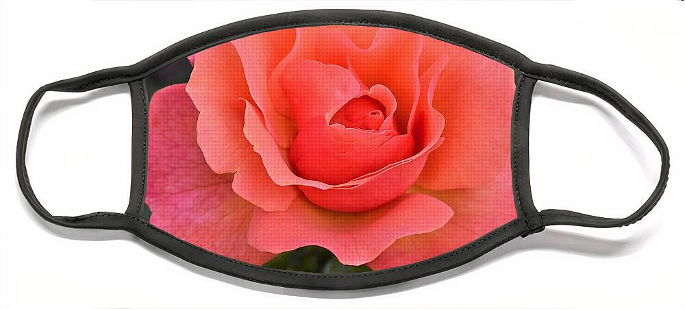 Rose Face Mask featuring the photograph Fall Gardens Rosh Hashana Rose by Janis Senungetuk