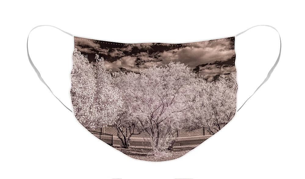Landscape Face Mask featuring the photograph Fall Trees by Michael McKenney