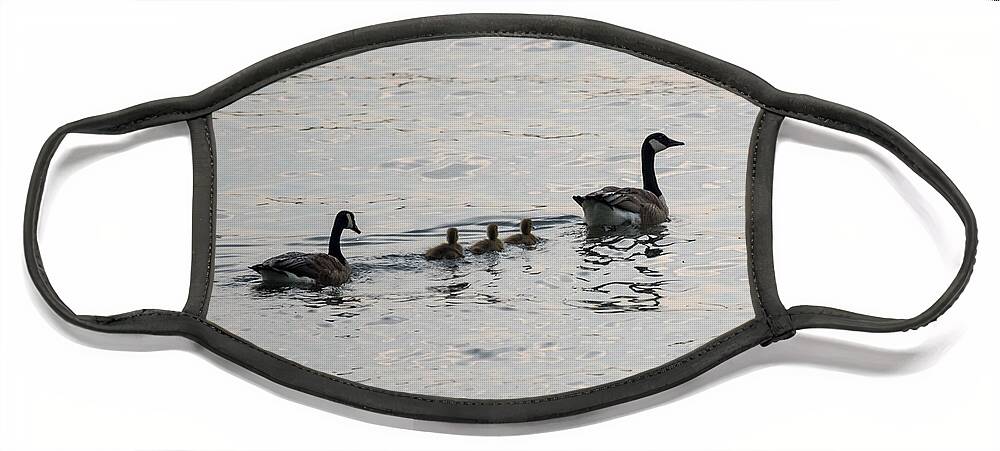 Goose Face Mask featuring the photograph Family of Canada Geese on the Ohio River by Holden The Moment