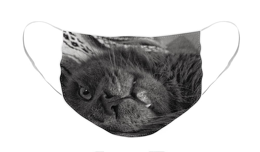 Cat Face Mask featuring the photograph Fang by Joseph Caban