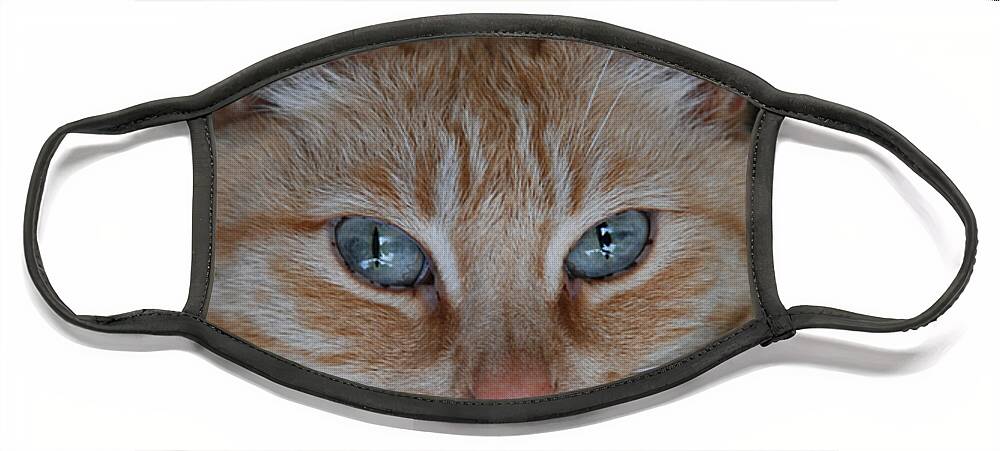 Cat Face Mask featuring the photograph Fat Cats of Ballard 5 by Carol Eliassen