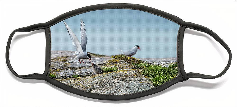 Flying Arctic Tern Face Mask featuring the photograph Feeding flying by Torbjorn Swenelius