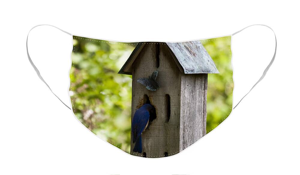 Bluebird Face Mask featuring the photograph Feeding the Babies by Teresa Mucha