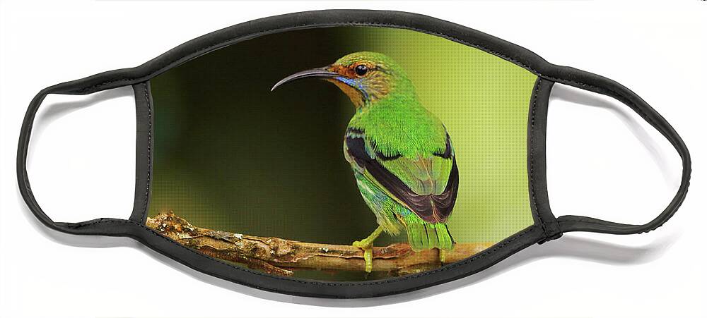 Asa Wright Nature Centre Face Mask featuring the photograph Female Green Honeycreeper at Trinidad's Asa Wright by Steve Wolfe