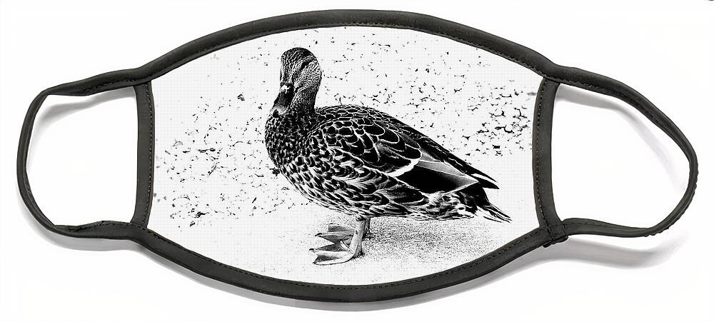 Mallard Duck Face Mask featuring the photograph Female Mallard Duck in Black and White 1 by Angie Tirado