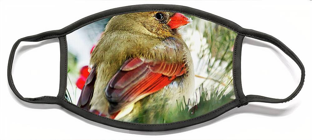Cardinal Face Mask featuring the photograph Female Northern Cardinal by Christina Rollo