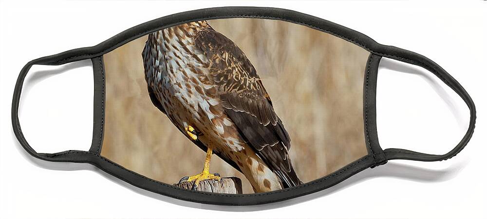 Adult Face Mask featuring the photograph Female Northern Harrier Standing on One Leg by Jeff Goulden