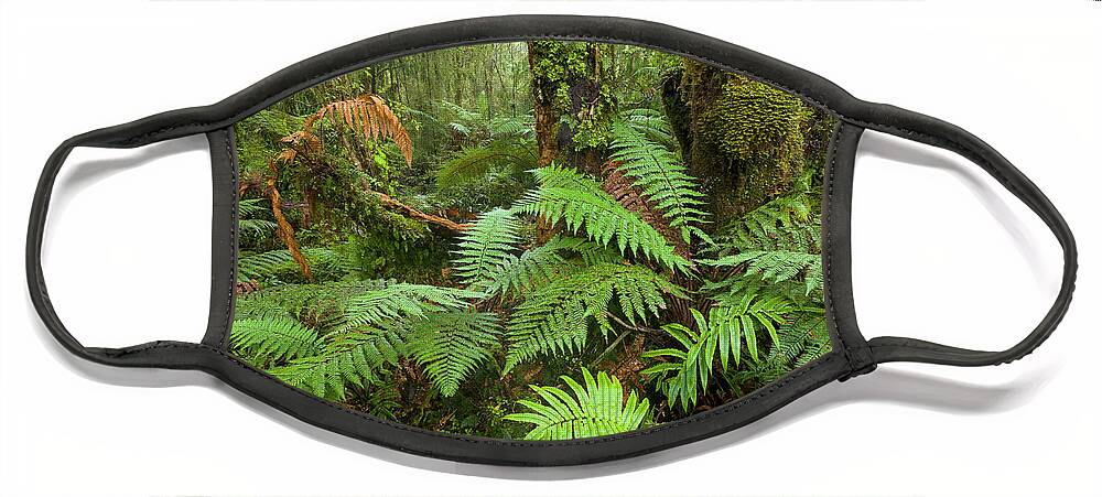 00463430 Face Mask featuring the photograph Fern in Wetland Natl Park by Yva Momatiuk John Eastcott