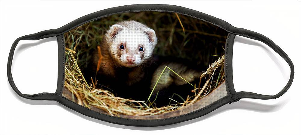 Ferret; Polecat; White; Breed; Gorgeous; Mammal; View; Brown; Beast; Shot; Creature; Carnivore; Male; People; Mustela; Furo; One; Posing; Fluffy; Fuzzy; Portrait; Hunter; Cute; Beige; Funny; Reaching; Putorius; Young; Predator; Playful; Ratter; Attentive; Looking; Furry; Background; Nature; Pet; Alone; Vertebrate; Animal Face Mask featuring the photograph Ferret home in flower pot by Simon Bratt