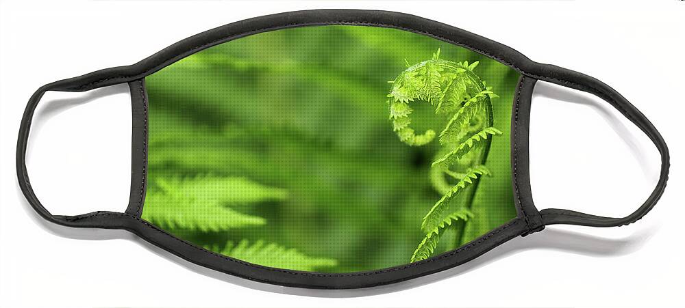 Fern Face Mask featuring the photograph Fiddleback Fern in Spring by Adam Long