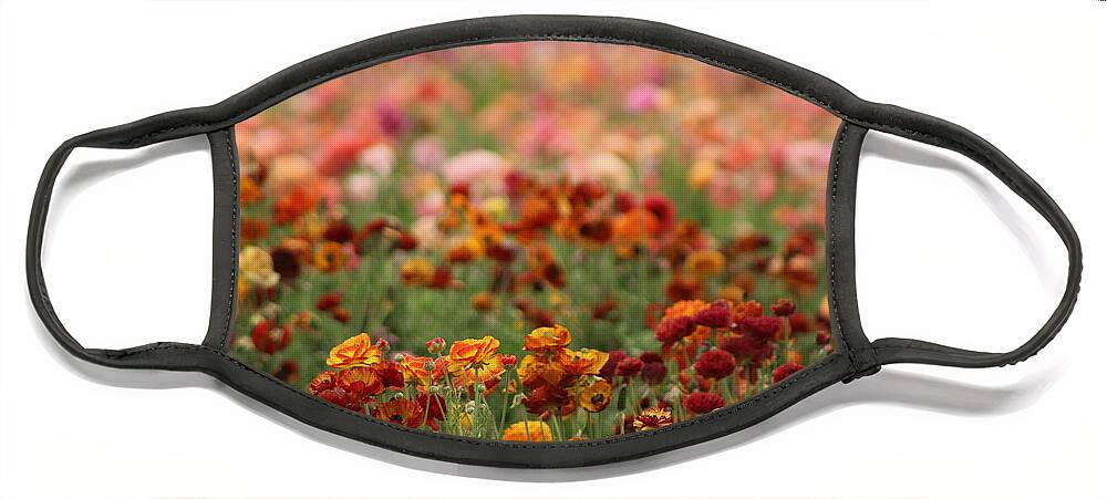 Honey Brown Ranunculus Face Mask featuring the photograph Field of Burnt Orange and Honey Ranunculus by Colleen Cornelius