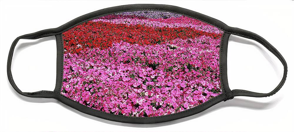 Petunia Face Mask featuring the photograph Field of Petunia Flowers Gilroy California by Kathy Anselmo