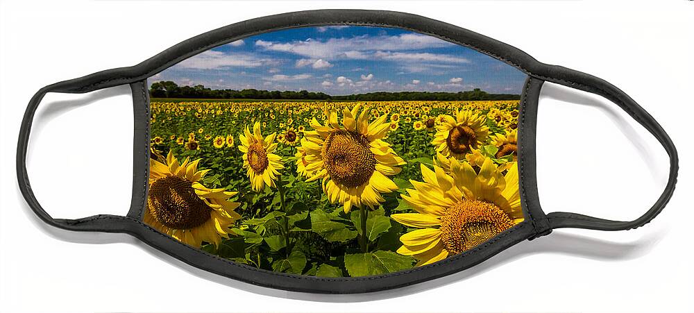 Blue Sky Face Mask featuring the photograph Field of Sun by Ron Pate