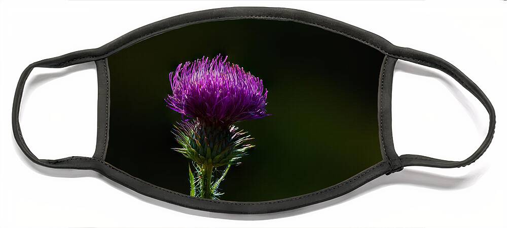 Carduus Discolor Face Mask featuring the photograph Field Thistle by Roger Monahan