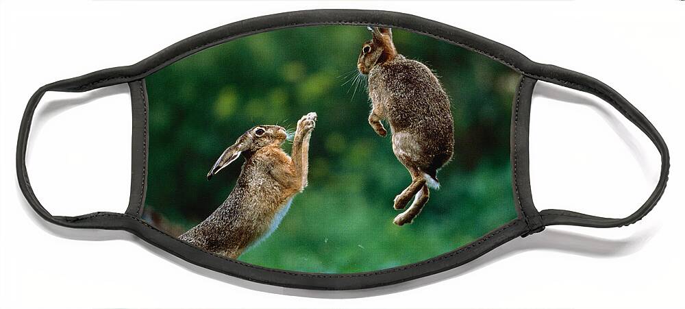 European Hare Face Mask featuring the photograph Fighting European Hares by Manfred Danegger