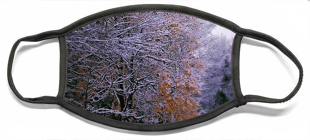 Gold Leaves Face Mask featuring the photograph First Snow After Autumn by Frank J Casella