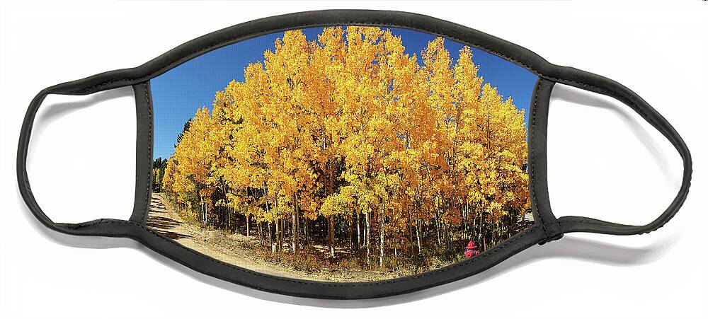 Colorado Face Mask featuring the photograph Fisheye Aspens by Peggy Dietz