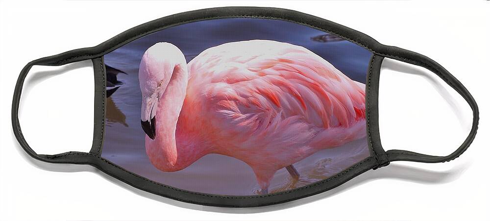 Flamingo Face Mask featuring the photograph Flamingo Beauty by Jennifer Craft