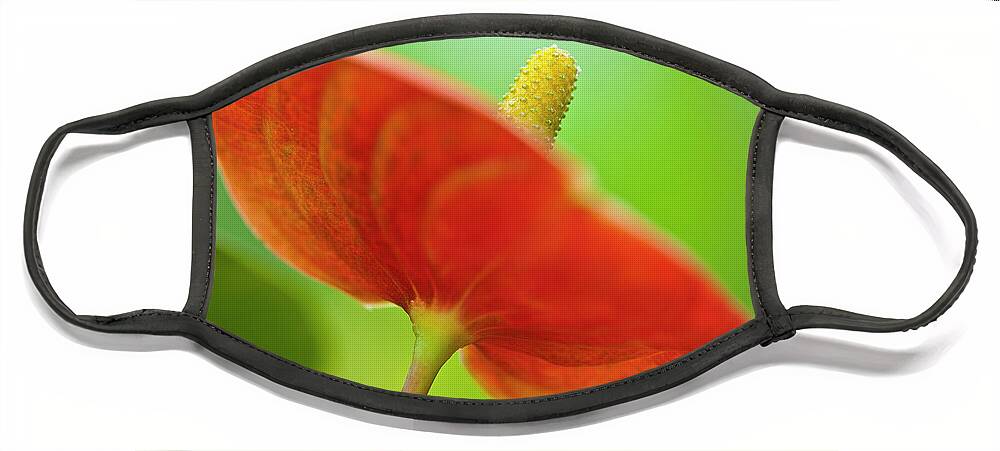 Anthurie Face Mask featuring the photograph Flamingo Flower 2 by Heiko Koehrer-Wagner