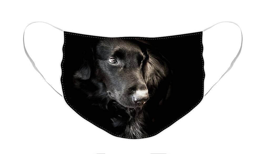 Dog Face Mask featuring the photograph Flat Coated Retriever by Allin Sorenson