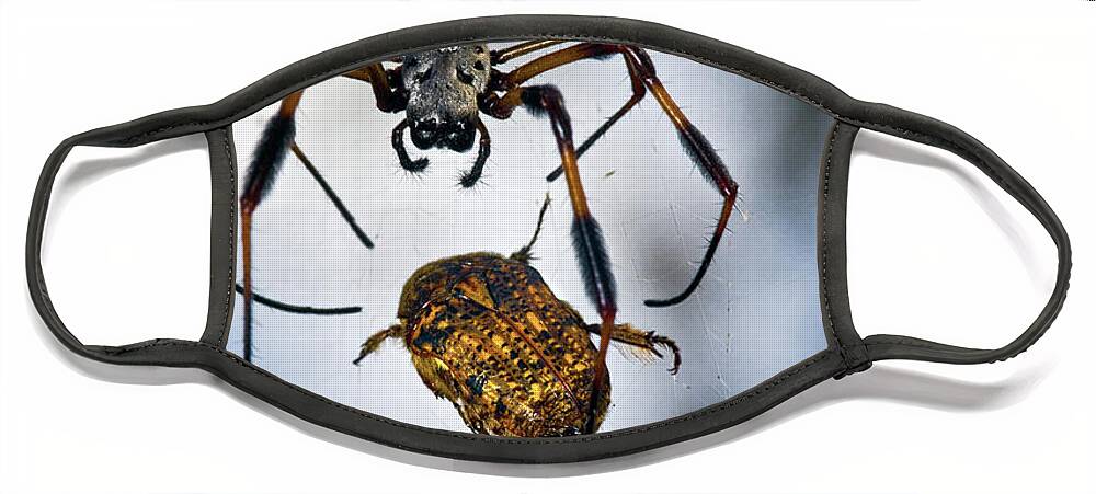 Golden Silk Orb-weaver Face Mask featuring the photograph Flew In For Dinner by Christopher Holmes