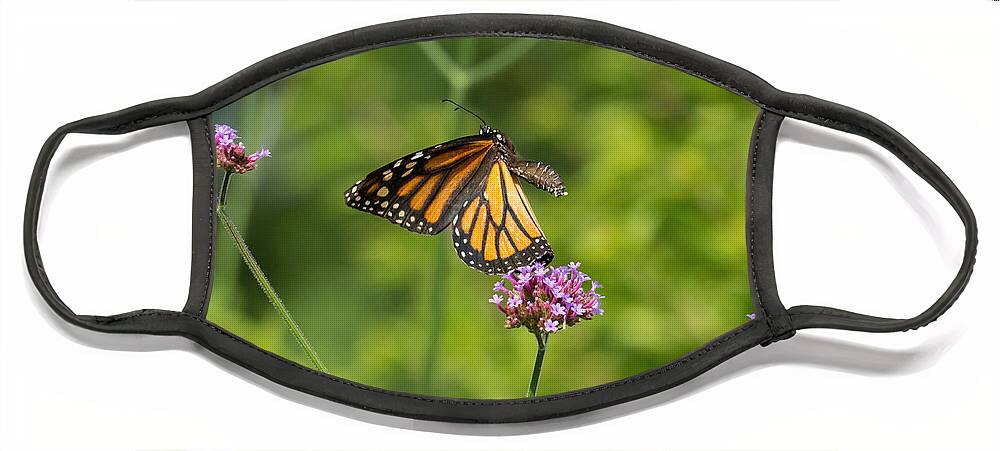 Monarch Face Mask featuring the photograph Flight of the Monarch 1 by Brian Hale