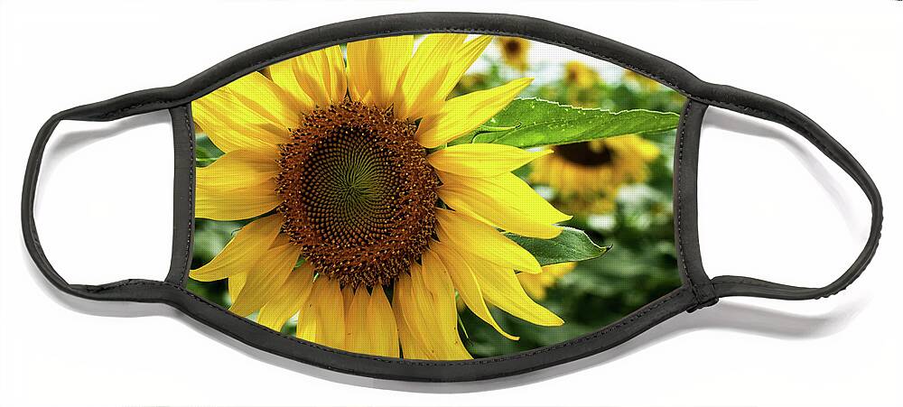 Sunflower Face Mask featuring the photograph Flower of the Sun by Misty Tienken