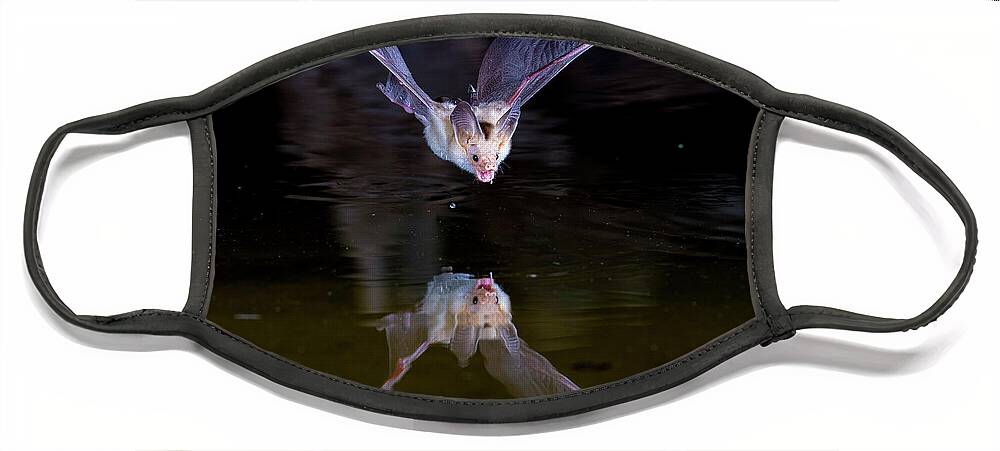 Bat Face Mask featuring the photograph Flying Bat with Reflection by Judi Dressler