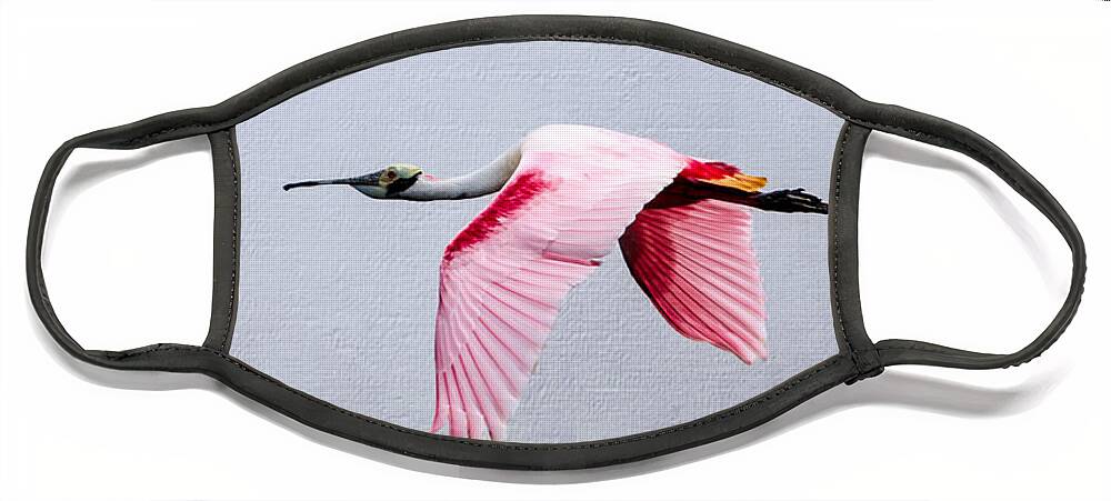 Spoonbill Face Mask featuring the photograph Flying Pretty Roseate Spoonbill by Debra Martz
