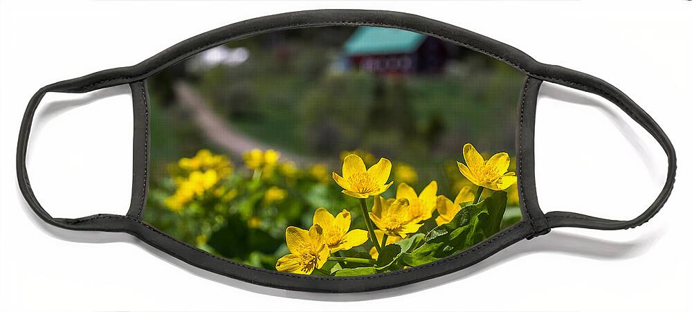Marsh Marigold Face Mask featuring the photograph Focused Marsh Marigolds by Tim Kirchoff