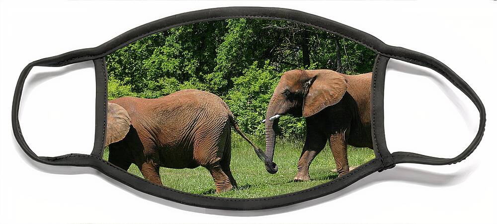 Elephant Face Mask featuring the photograph Follow the Leader by Kristin Elmquist