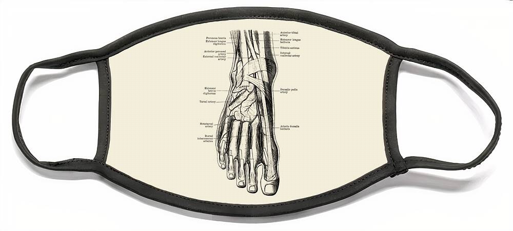 Veins Face Mask featuring the drawing Foot Diagram - Human Circulatory System by Vintage Anatomy Prints