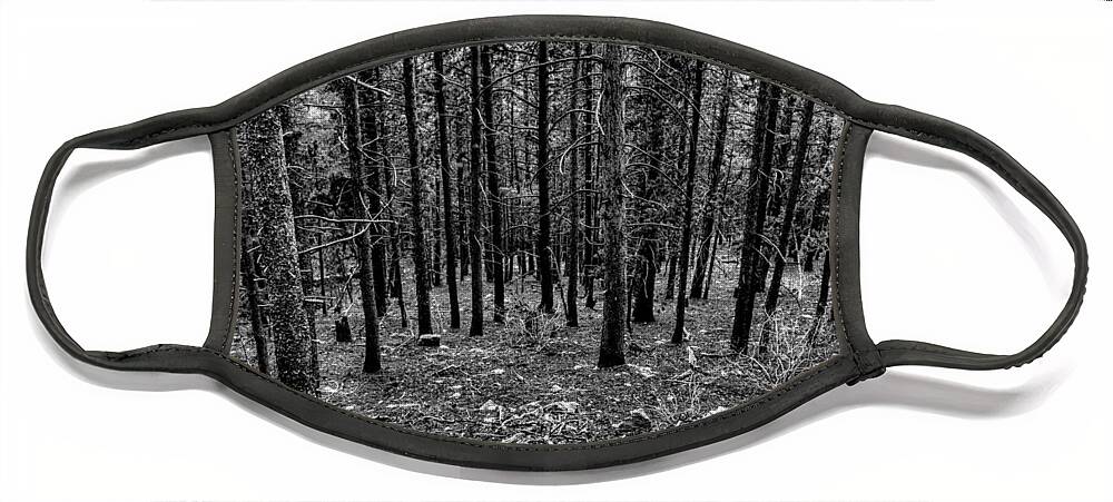 Pine Forest Face Mask featuring the photograph Forest Fade by Michael Brungardt