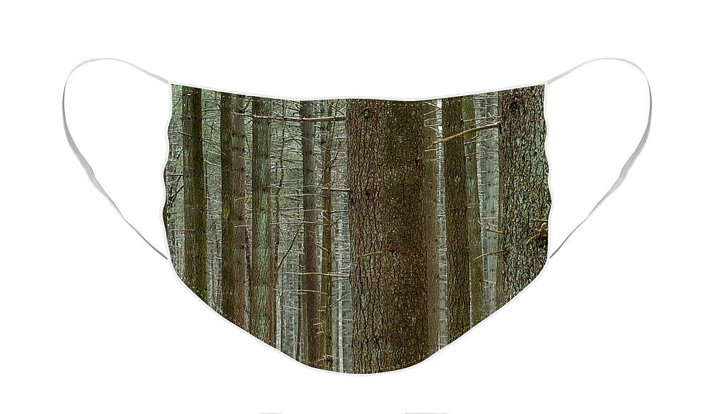 Trees Face Mask featuring the photograph Forest Pattern by Denise Bush