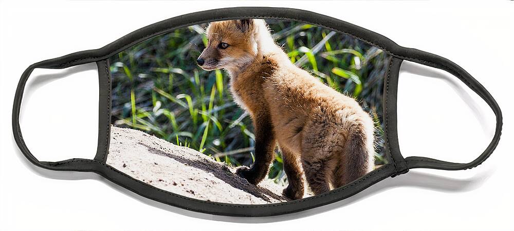Red Fox Face Mask featuring the photograph Fox Kit #1 by Mindy Musick King