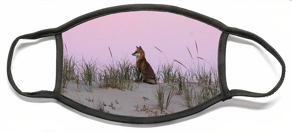 Fox Face Mask featuring the photograph Fox On The Dune At Dawn by Robert Banach