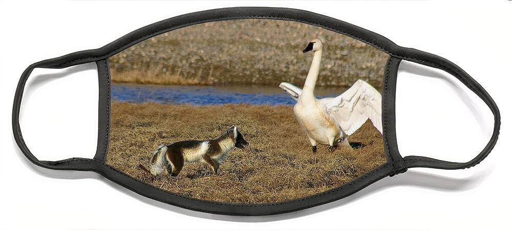 Fox Face Mask featuring the photograph Fox vs Tundra Swan by Anthony Jones