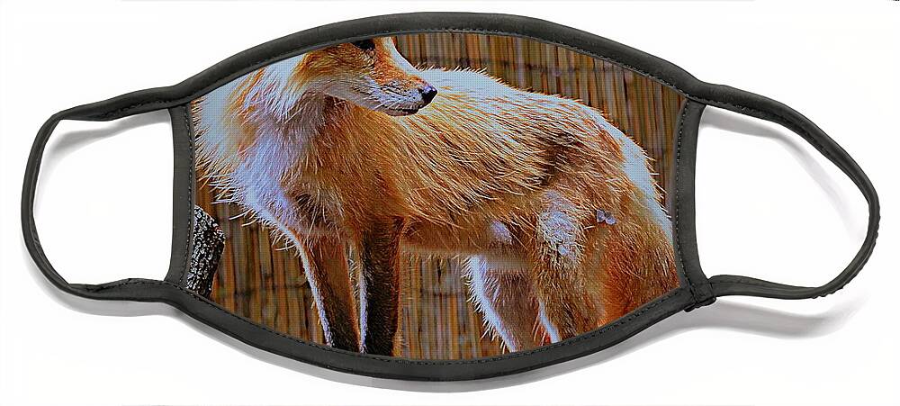 Fox Face Mask featuring the photograph Foxy Lady by Tru Waters