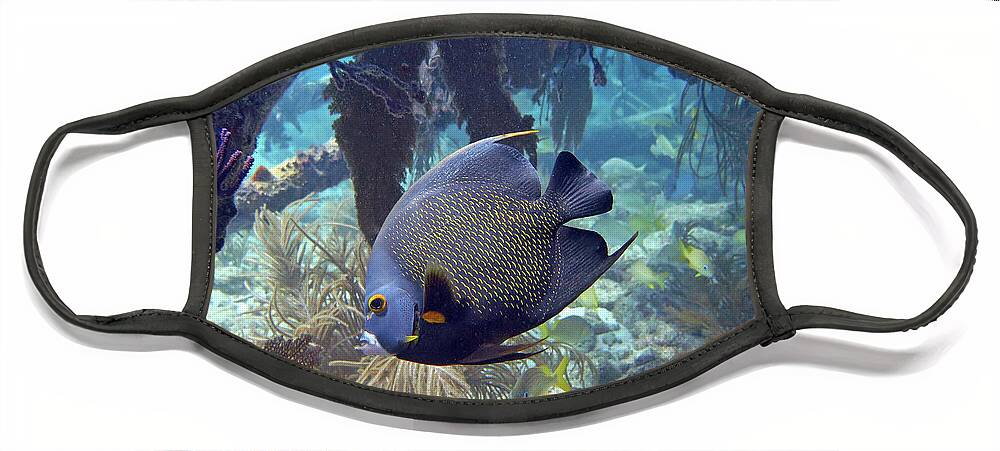 Underwater Face Mask featuring the photograph French Angelfish 2 by Daryl Duda