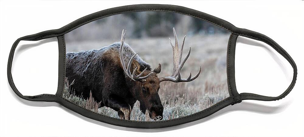 Moose Face Mask featuring the photograph Frosty Morning by Ronnie And Frances Howard