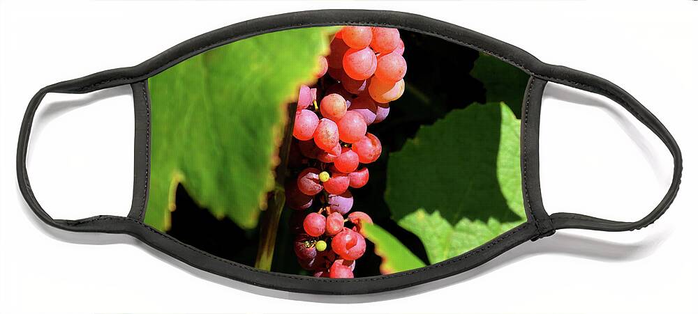 Grapes Face Mask featuring the photograph Fruit of the Vine by Phil Spitze