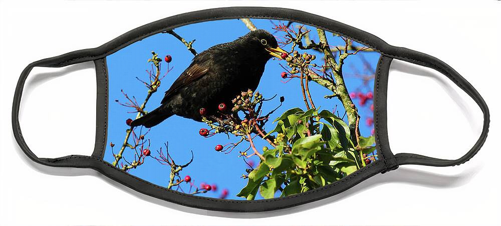 Bird Eating Berries Face Mask featuring the photograph Fruit Picker 2 Donegal Ireland by Eddie Barron