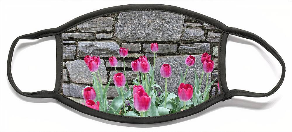 Tulips Face Mask featuring the photograph Fuchsia Color Tulips by Allen Nice-Webb