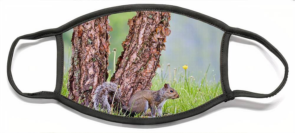 Squirrel Face Mask featuring the photograph Fun in the Rain by Kerri Farley