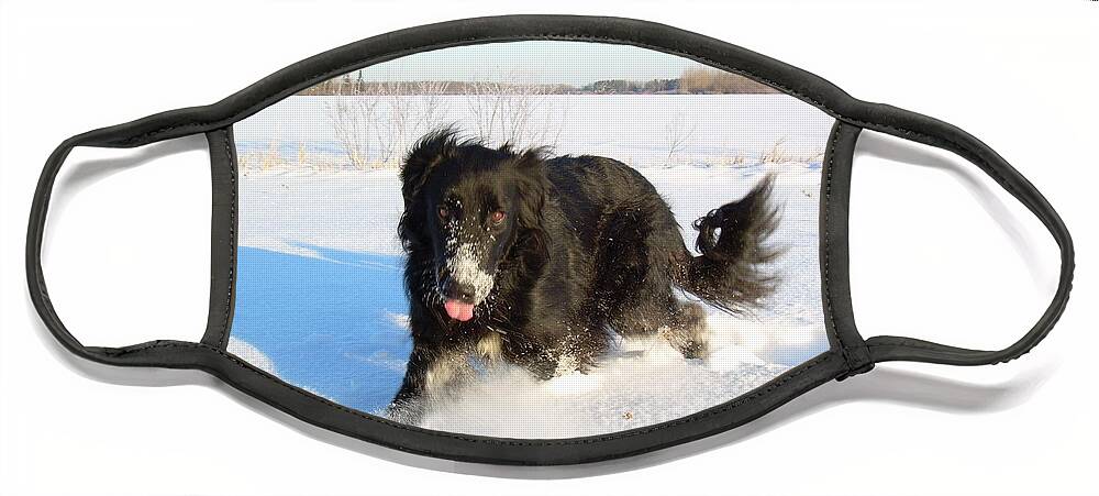 Dog Face Mask featuring the photograph Fun in the Snow Running by Kent Lorentzen