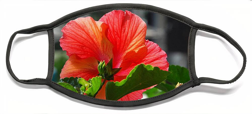 Pink Hibiscus Face Mask featuring the photograph Fuscia Hibiscus by Ee Photography