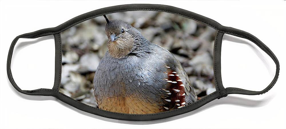 Denise Bruchman Face Mask featuring the photograph Gambel's Quail by Denise Bruchman