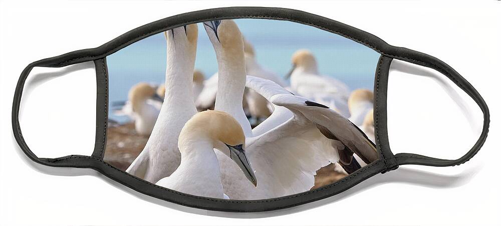 Gannet Face Mask featuring the photograph Gannets by Werner Padarin