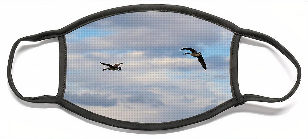 Canada Geese Face Mask featuring the photograph Geese in the Clouds by Holden The Moment